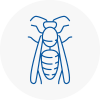 Littlehampton Wasp Nest Removal